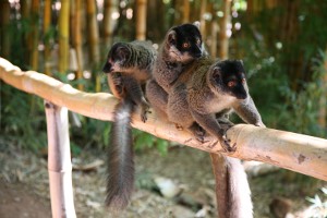 Madagascar : Brown Lemur Up Close & Personal © Marjie Courtis