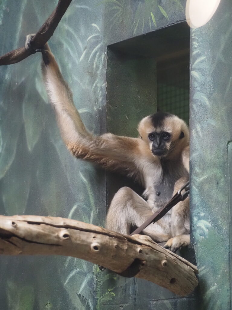 Lincoln park Zoo Chicago Photo Marjie Courtis