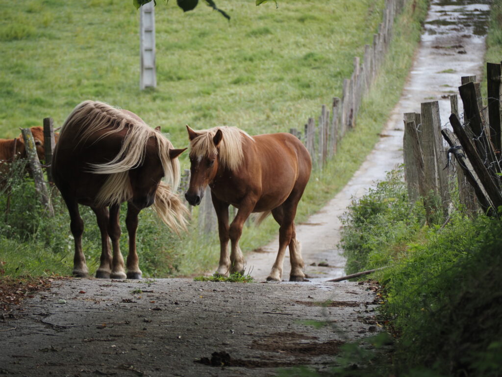 Pottoks in Basque Country