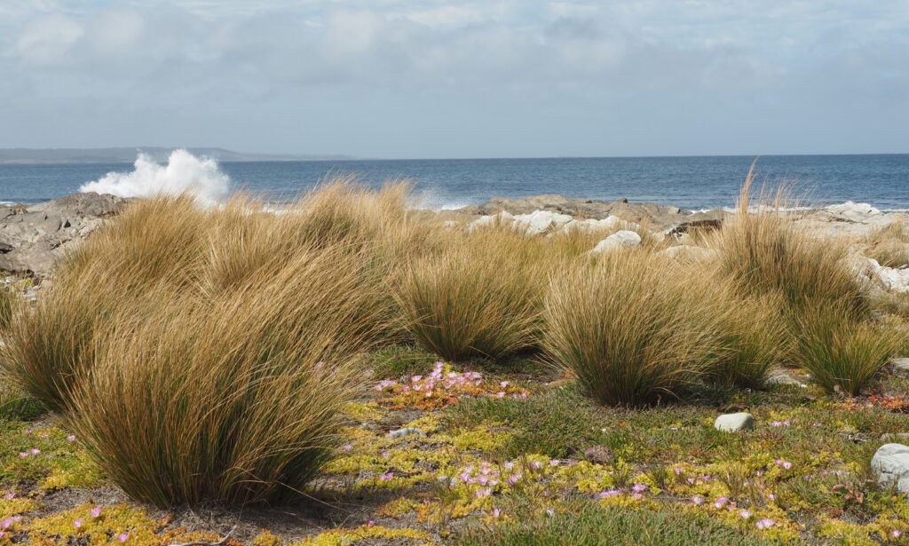 Windswept King Island Photo Marjie Courtis