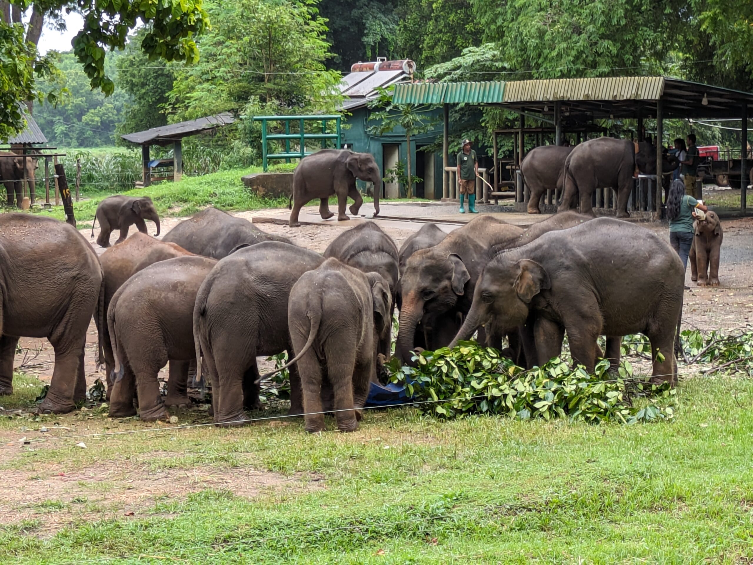 Feeding time for elephants at the Elephant Transit Centre © Marjie Courtis