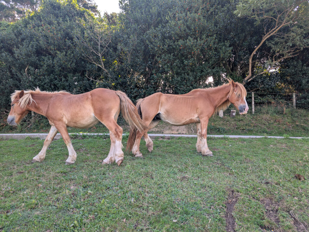 Pottoks, Basque semi-wild horses