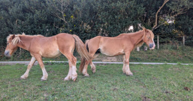 Pottoks, Basque semi-wild horses