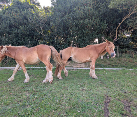 Pottoks, Basque semi-wild horses