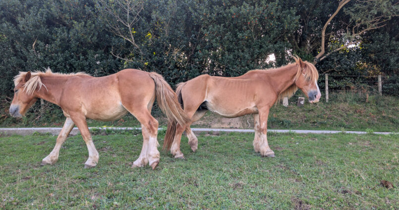 Pottoks, Basque semi-wild horses