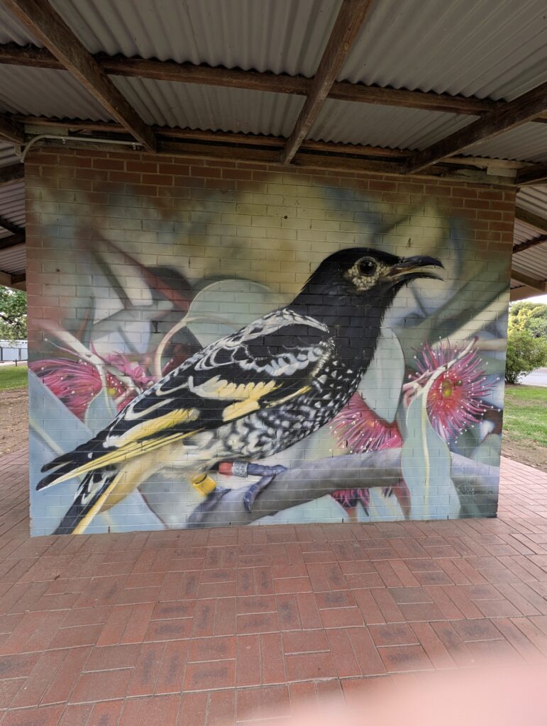 Regent Honeyeater images abound. Image Marjie Courtis
