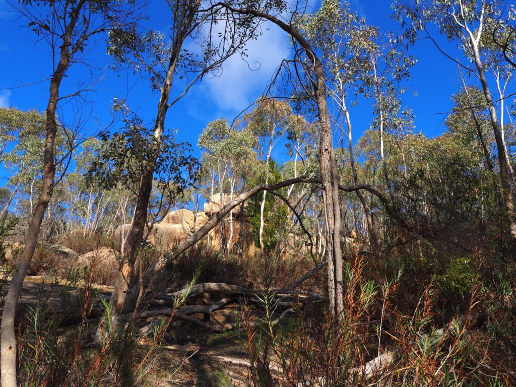 Ironbark trees,. Habitat of the Regional Honeyeater. Image Marjie Courtis